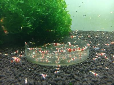 出练手红白水晶虾苗1万只