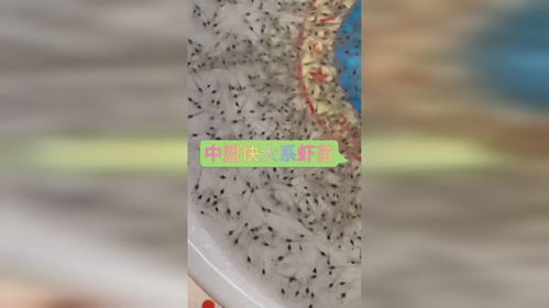 出苗啦 中盟快大系虾苗,正在出发当中