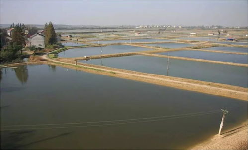 喜讯！溧阳虾苗基地获评江苏省电子商务特色产业园，未来发展可期