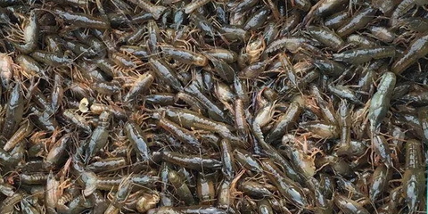 虾苗价格波动如过山车 养殖户如何应对市场风险？