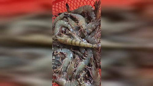 养殖利器 128天的中盟斑节对虾虾苗为何得此称号