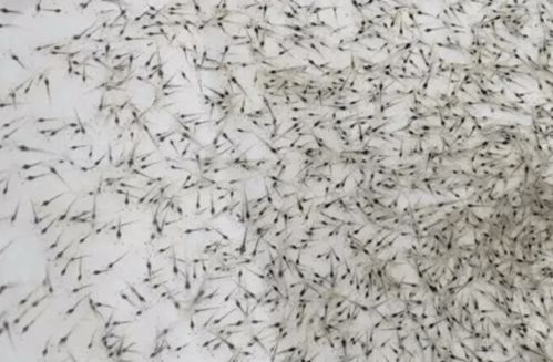 九大招教你选好虾苗 鱼健康使用案例与虾苗筛选方法