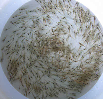 基围虾苗市场价格浅析 以武汉农养家与上海为例