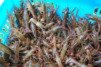 小龙虾苗的放养时机与放养前注意事项