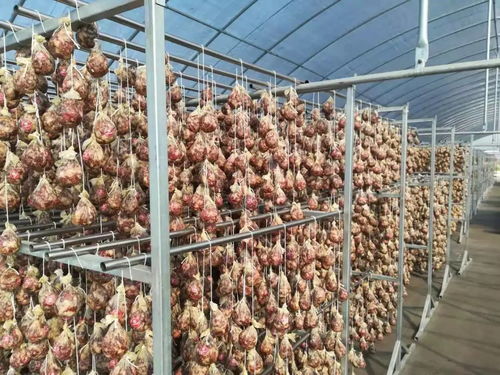 我最喜欢的南京老字号评选活动——虾苗篇