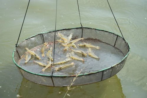 恒兴虾苗大爆发，成功率超九成的背后密码