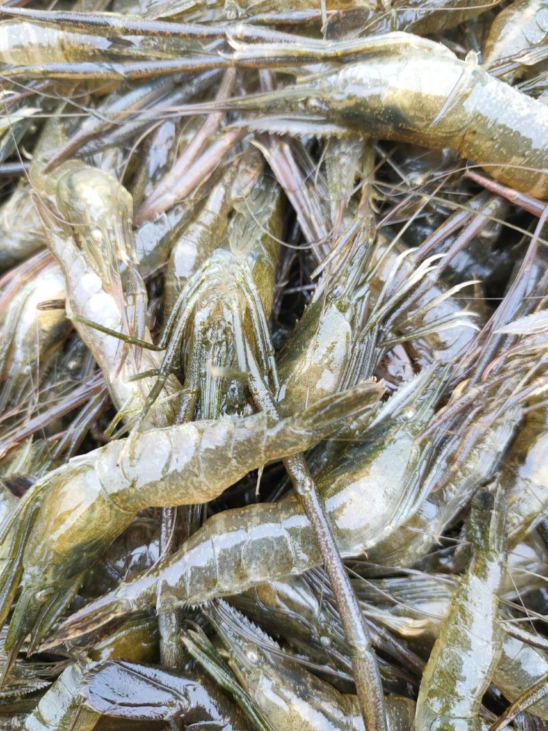 青虾苗与中大虾养殖 虾苗选择与育成管理