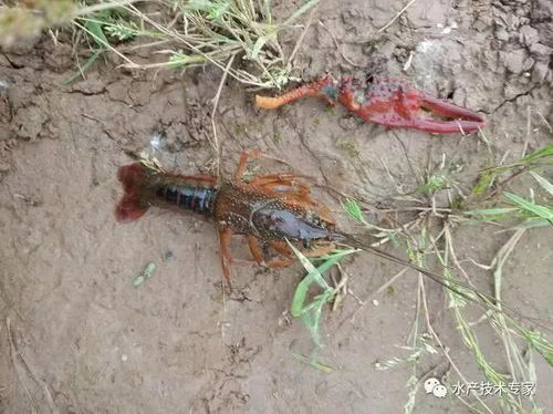 为什么投放虾苗尤其是野生小龙虾虾苗时需要驯化