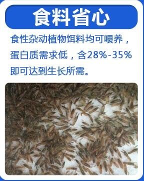 延川澳洲淡水龙虾苗价格行情与技术实践考察指南