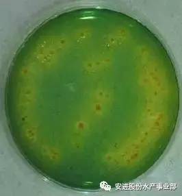 收藏丨史上最全南美白对虾虾苗选择指南 从活力观察到抗逆性检测