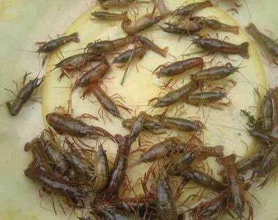 虾苗进池后培育指南 精细管理，确保健康成长