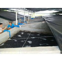 南美白对虾苗 百大水产种苗的卓越选择与科学查看指南