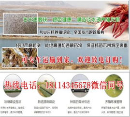 和平高品质虾苗 昭阳龙虾养殖技术的价格与选育指南