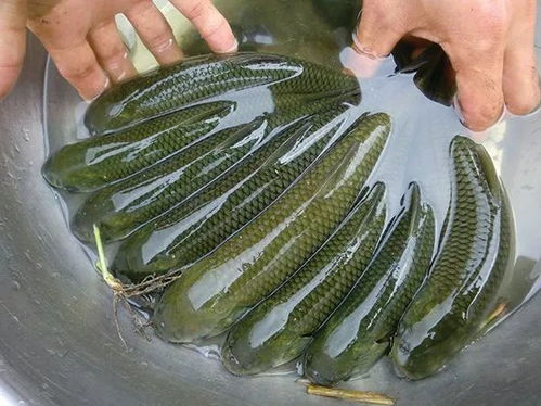 科技兴农绘水产种业蓝图——广东海兴农打造优质虾苗，驱动产业升级