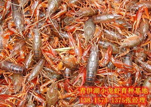 金华小龙虾养殖产业概览 各地虾苗价格行情与市场分析