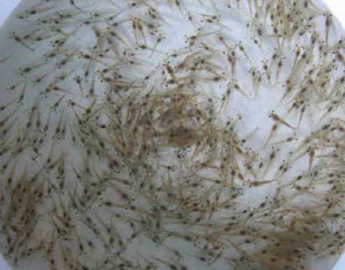 如何应对虾苗死亡难题？酵素菌技术带来养殖新思路